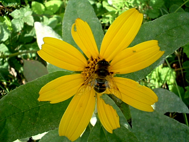 Eristalis tenax, Sphaerophoria sp. e Syrphus ribesii